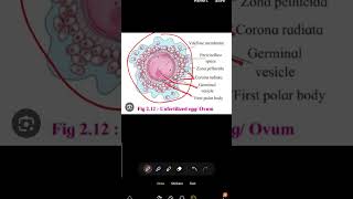 unfertilized eggovum structure biology [upl. by Euginimod]