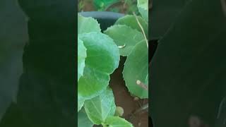 Ilai pirandai pathiyam update medicinal plant localplants lowcostgardening tips in Tamil [upl. by Smith748]