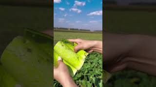 Harvesting green radishes in my hometown cutting fruit cuttingskills radish [upl. by Oterol535]