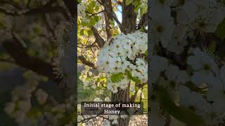 Caught HoneyBee SlowMo  YarraValley  Melbourne  Victoria Australia  googlepixel [upl. by Abernon]