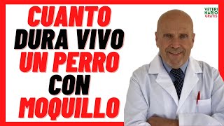 ⏰ ¿Cuanto Tiempo DURA vivo un PERRO con MOQUILLO ⏰Que es Signos Contagio y Tratamiento en Perros [upl. by Norward]