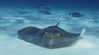 Honey Badger Narrates WHEN STINGRAYS GIVE BIRTH [upl. by Keheley]