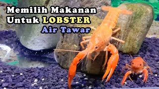 Memilih Makanan Yang Tepat Untuk Lobster  Tips Pelihara Lobster 1 [upl. by Licastro]