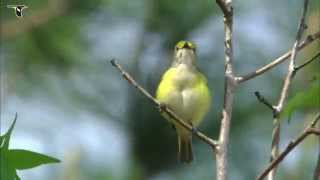 Whiteeyed Vireo singing [upl. by Sixla]