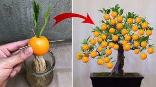 All the secrets of breeding super fruit trees [upl. by Hniht]