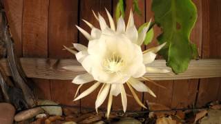 Queen of the Night Epiphyllum oxypetalum bloom time lapse [upl. by Nylidnam]