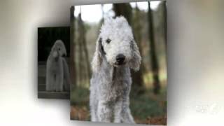 Bedlington Terrier Dog breed [upl. by Heiskell415]