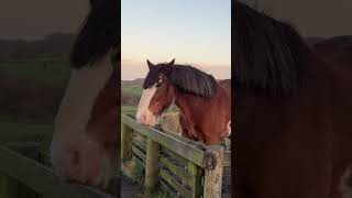 Muiravonside Country Park trending travel scotlandsbeauty nature new reels vlogs animals [upl. by Rayna]