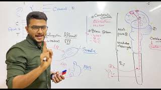 Introduction of Nervous system  Dr Nageeb [upl. by Aicened]