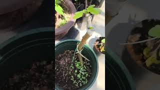 The Growth Journey of Fig Trees The Joy of Planting  Episode 140 [upl. by Ollehto654]