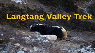 Unforgettable Langtang Valley Trek A Mustdo Adventure [upl. by Ahrens]