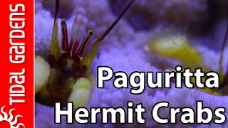 Astreopora Hermit Crabs of the Genus Paguritta [upl. by Carr]