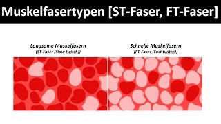 Muskelfasertypen STFaser  FTFaser Typ I und Typ II  Biologie  Sport 46 [upl. by Nilson112]