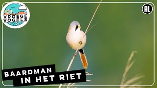 Baardmannetje op een rietstengel  Zelf Geschoten  Vroege Vogels [upl. by Nadbus926]