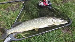 City Fishing in Dublin on River Dodder and Grand Canal Catching a Pike [upl. by Toni]