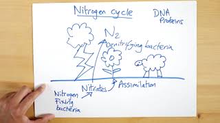 Nitrogen Cycle simplified [upl. by Normie559]