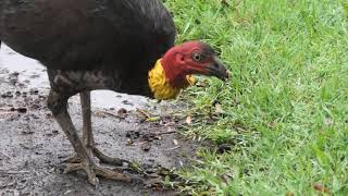 Australian Brushturkey 30 [upl. by Llirrem568]