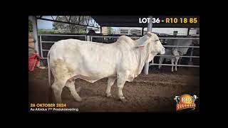 AU ALBIDUS BRAHMAN PRODUCTION AUCTION 26 OCT 2024 11H WARMBAD VEEMARK BELA BELA [upl. by Naginarb]