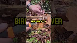 BEST Bird Feeder for Bushcraft Enthusiasts [upl. by Chessa]