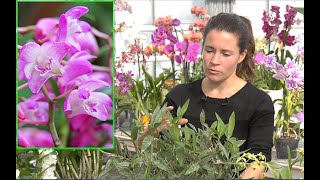 SUPERBES ORCHIDÉES À DÉCOUVRIR  DES DENDROBIUMS D’UNE GRANDE BEAUTÉ AVEC LES CONSEILS DE COLOMBE [upl. by Pinto]