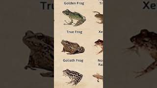 Desert rain frog commonrainfrog rainfrog animals animal cute [upl. by Brenza]