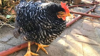 How to Heal a Dying Chicken in 5 Minutes [upl. by Happy982]