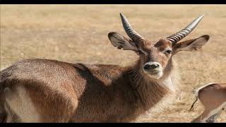 ANTILOPES Documental de los antilopes Antilopes curiosidades [upl. by Alejandra]