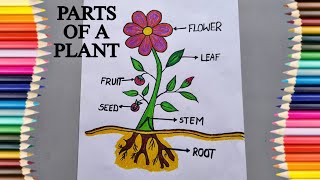 Easy Parts of A Plant Drawing  Diagram of Parts of Plants  Labelled Diagram of Parts of Plants [upl. by Atiuqrahs]