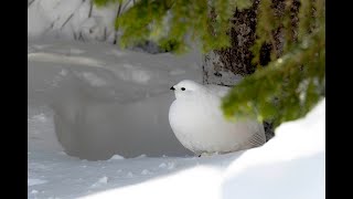 Rock ptarmigan in winter  冬のライチョウ [upl. by Enywtna]