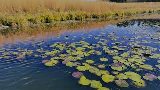 Fall colors  Still Waters  Welcome to Wisconsin [upl. by Garland]