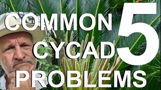 Five Common Cycad Problems Treatment and Recovery  Sago Palm Cycas revoluta [upl. by Aniretak140]