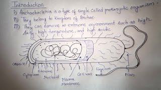 Introduction to Archaebacteria  BSc Botany Notes  Gauhati University archaebacteria [upl. by Etireuqram882]