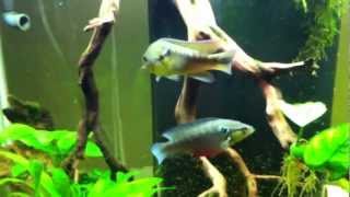 Crenicichla cf saxatilis update [upl. by Dagall794]