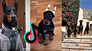 Famous Doberman Tik Tok Compilation I 🐶 Cutest Doberman Dogs and Puppies of 2021 🐶 [upl. by Olotrab638]