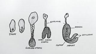 Diagram Of Stages In Embryo Development  Stages In Embryo Development  Class 12  Biology [upl. by Packston916]