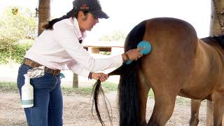 Cuidados com o rabo e a crina do seu cavalo e como trançar [upl. by Audry]