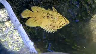 AMAZING Fish looks like a FLOATING LEAF  Atlantic Tripletail [upl. by Knorring300]