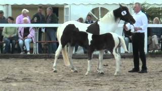 Ohaio TAnderwill Lewitzer colt  2012 for sale [upl. by Ajdan]