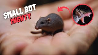 Etruscan Shrew The Smallest Mammal In The World [upl. by Butler]