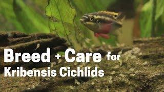 HOW TO BREED  CARE FOR KRIBENSIS CICHLIDS Easy and Simple [upl. by Aikrahs]