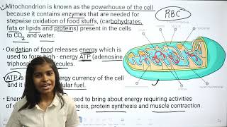 Mitochondria  Power House of the cell  Cell  Structure and Function  Biology Class 9  RN Glory [upl. by Andie]