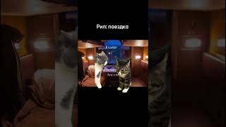 funny котка kotik meme memes kotiki поездка поезд [upl. by Farrison891]