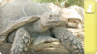 My Pet Tortoise  Lifestyle and Costs [upl. by Anavahs316]