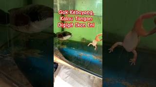 Channa Micropeltes Sang Ikan Predator Air Tawar channamicropeltes channa toman [upl. by Rubia]