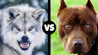 Pitbull vs Wolf  What If They Would Fight [upl. by Mahtal]