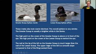 MiniTutorial Two Scaup and the Ringnecked Duck [upl. by Norabal]