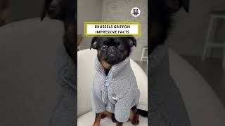 Brussels Griffon Impressive Facts shorts brusselsgriffon animalfacts [upl. by Bobbi]