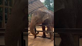 🇲🇾3 Elephants in Zoo Melaka 🐘 zoo melaka elephant [upl. by Adneram]