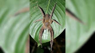 The Most Dangerous Spiders in the World [upl. by Drogin]