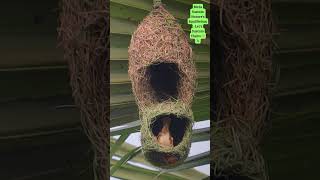 Masterful Detailing in duplex nest🏗️🪹 weavers birdnest nestbuilding duplex [upl. by Timi693]